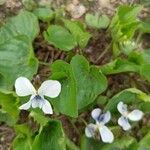 Viola blanda Květ