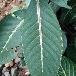 Sanchezia speciosa Leaf
