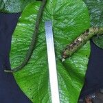 Piper clavuligerum 葉