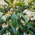 Photinia serratifolia Leaf