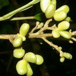 Conchocarpus nicaraguensis Frukt