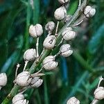 Linaria purpurea Frukt