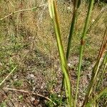 Phleum phleoides Liść