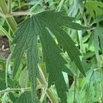 Leonurus quinquelobatus Hoja