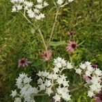 Parthenium integrifolium Çiçek