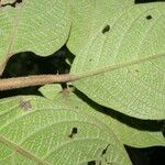 Heliotropium verdcourtii Leaf