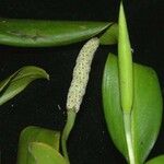 Stenospermation marantifolium Owoc