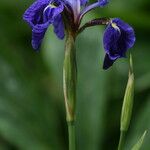 Iris setosa Floro
