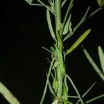 Crotalaria goreensis Corteccia