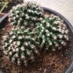 Mammillaria voburnensis Bark