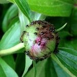 Paeonia officinalis Blad