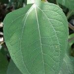 Sigesbeckia jorullensis Leaf