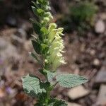 Scutellaria albida 花