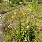 Lilium henryi Other