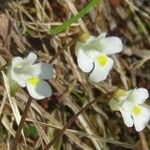 Pinguicula alpina Flor