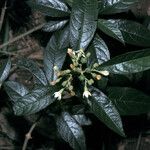 Solanum asperum Habitus