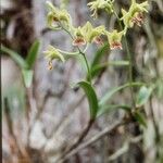 Dendrobium poissonianum Fiore