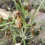 Nothoscordum gracile Fruit