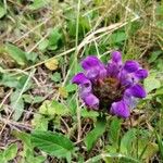 Prunella hastifolia Likasa
