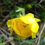 Ranunculus millefoliatus Flower