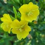 Oenothera parvifloraBlomma