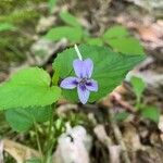 Viola rostrata Flower