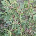 Pistacia lentiscus Лист