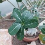 Adenium multiflorum Leaf