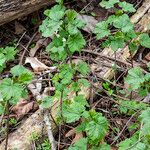 Ribes americanum List