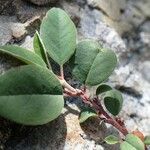 Cotoneaster integerrimus Habit