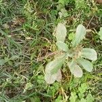 Gnaphalium pensylvanicum Leaf