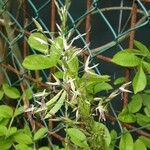 Bromus arvensis Flower