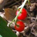 Convallaria majalis Fruit