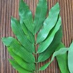 Hylodendron gabunense Hoja