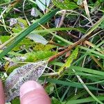 Salix waldsteiniana Bark