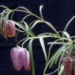 Fritillaria orientalis花