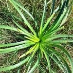 Eryngium horridum Folio