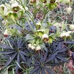 Helleborus foetidus Лист