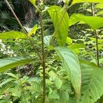 Gonzalagunia panamensis Drugo