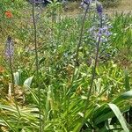 Scilla hyacinthoides Habit