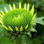 Echinacea purpurea Floare