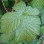 Rubus nemorosus Leaf