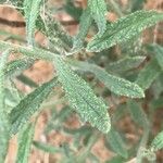 Heliotropium bacciferum Hoja
