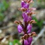 Orchis spitzelii Квітка