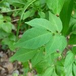 Solanum seaforthianum Leaf