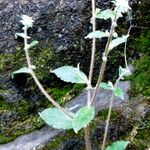 Myosotis arvensis Plante entière