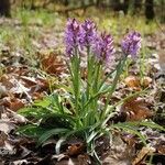 Dactylorhiza romana Folha