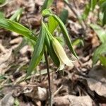 Uvularia sessilifolia 花