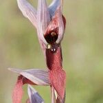 Serapias strictiflora Flower