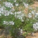 Pimpinella anisum Λουλούδι